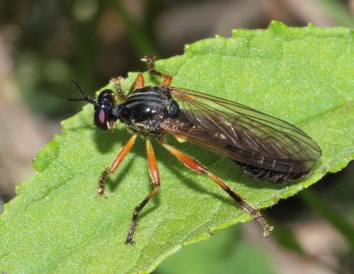 Dioctria cothurnata
